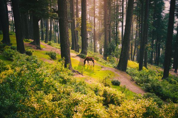 Chamba Valley Explorer - Stays