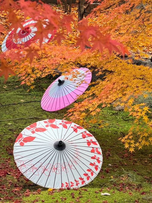 Free Colorful Japanese parasols under vibrant autumn leaves in Kyoto's serene garden. Stock Photo