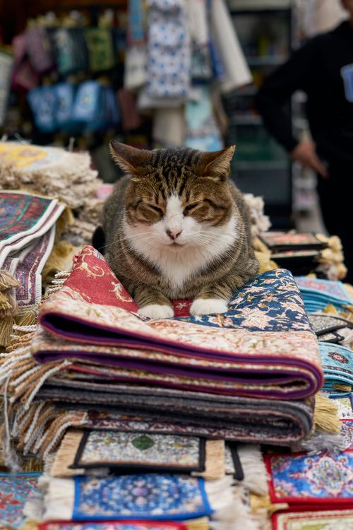 Free A cat comfortably resting on vibrant Turkish rugs at a market in Istanbul, Türkiye. Stock Photo