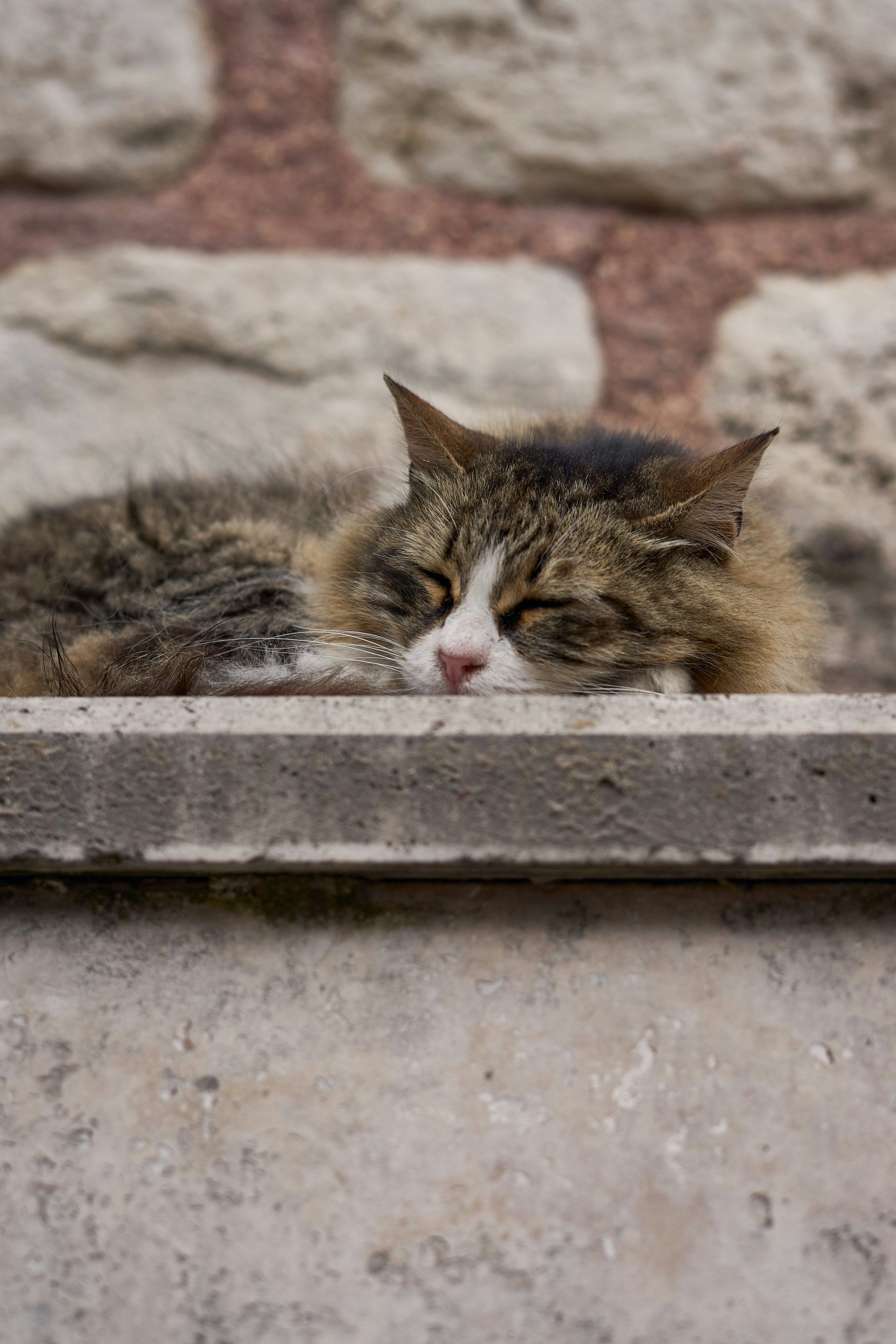 Sleeping Cat on Stone Ledge in Istanbul · Free Stock Photo