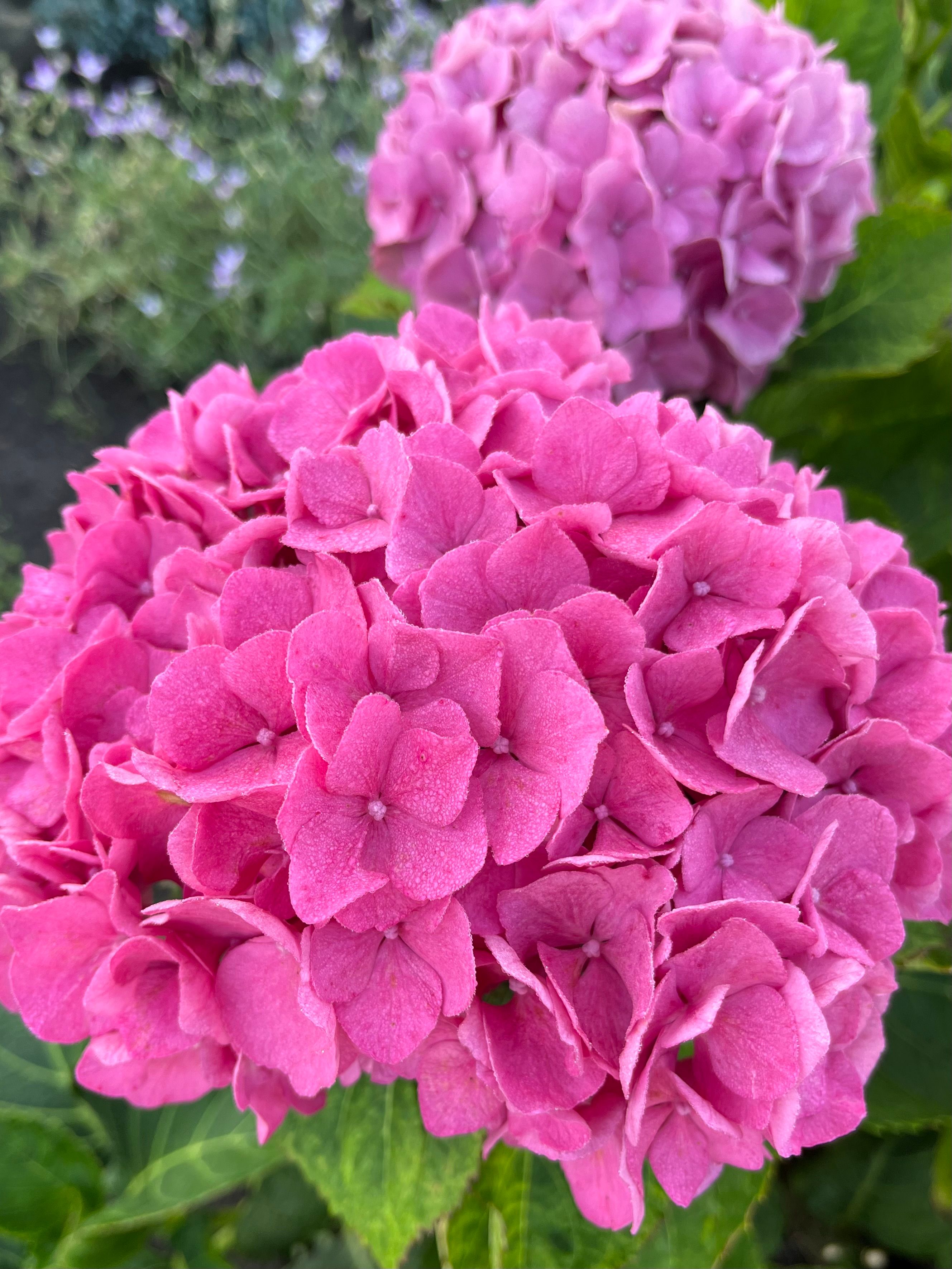 Vibrant Pink Hydrangea Blooms in Full Detail · Free Stock Photo