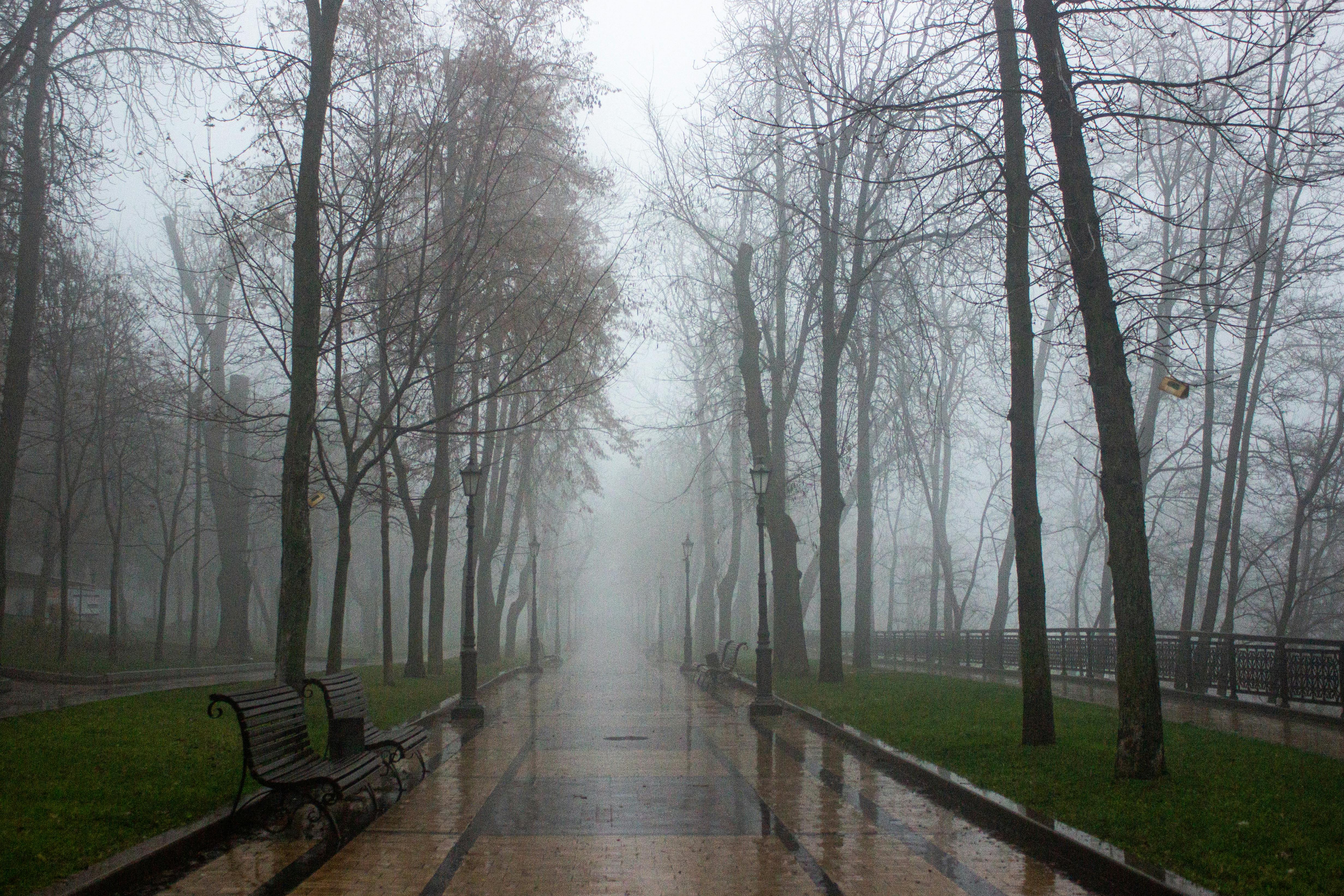Misty morning with an empty pathway in an urban park creating a tranquil atmosphere.