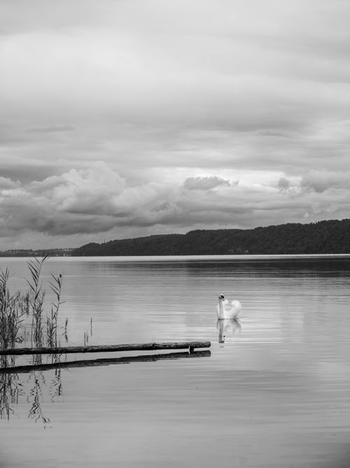 Free Elegant swan on a calm lake in monochrome scenery, evokes tranquility. Stock Photo