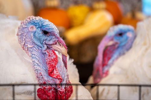 Free Vibrant turkeys in an autumn setting with pumpkins in the background, showcasing their unique plumage. Stock Photo