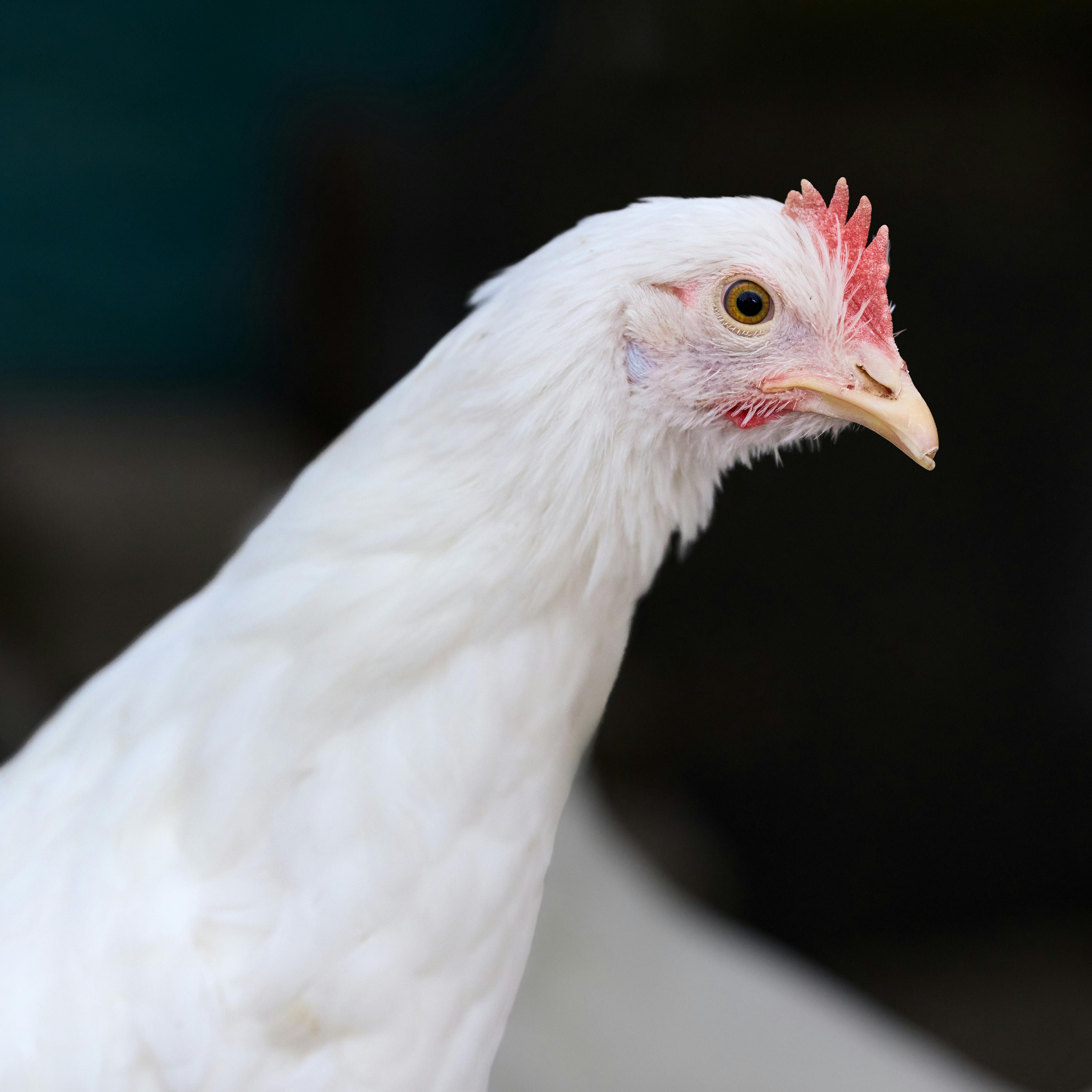 Detailed image of a white Leghorn hen showcasing its distinctive features. Ideal for agricultural themes.