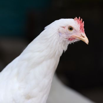 Avian Influenza