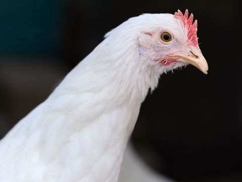 White laying hen in profile