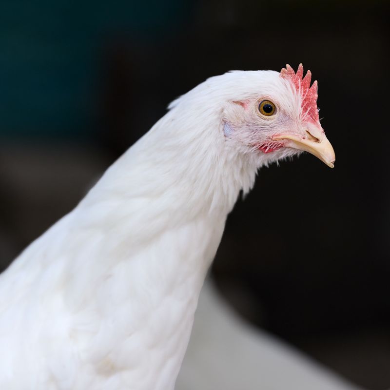 Brooding phase flock