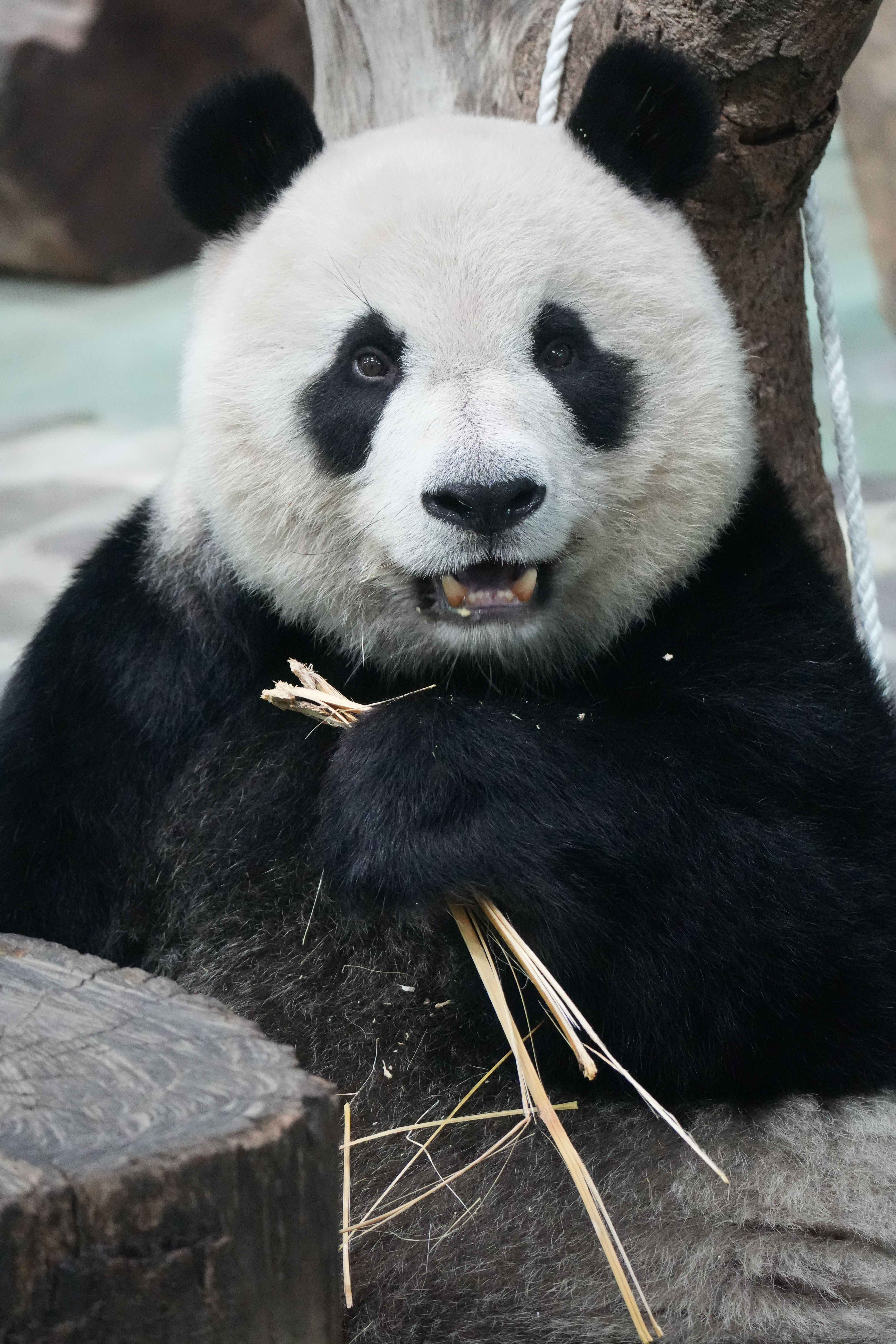 A giant panda munching on bamboo, showcasing its natural behavior and distinctive black and white fur.