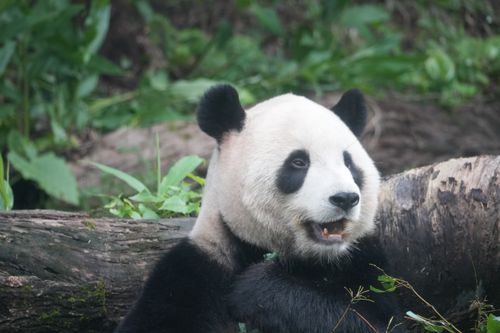 Free Adorable giant panda bear close-up, enjoying its natural habitat with lush greenery surrounding it. Stock Photo