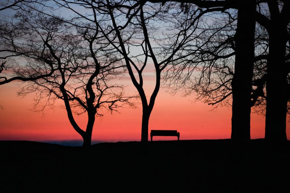 Silhouette of trees and bench against a vibrant sunset sky.
