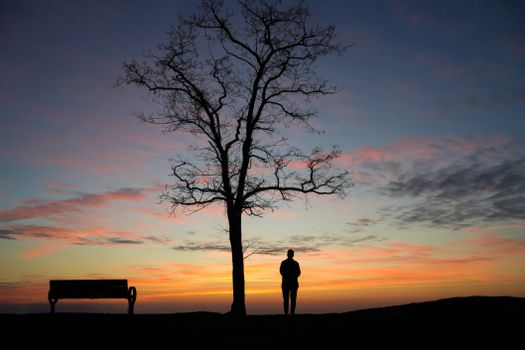 A solitary man stands by a tree at sunset, creating a serene silhouette.