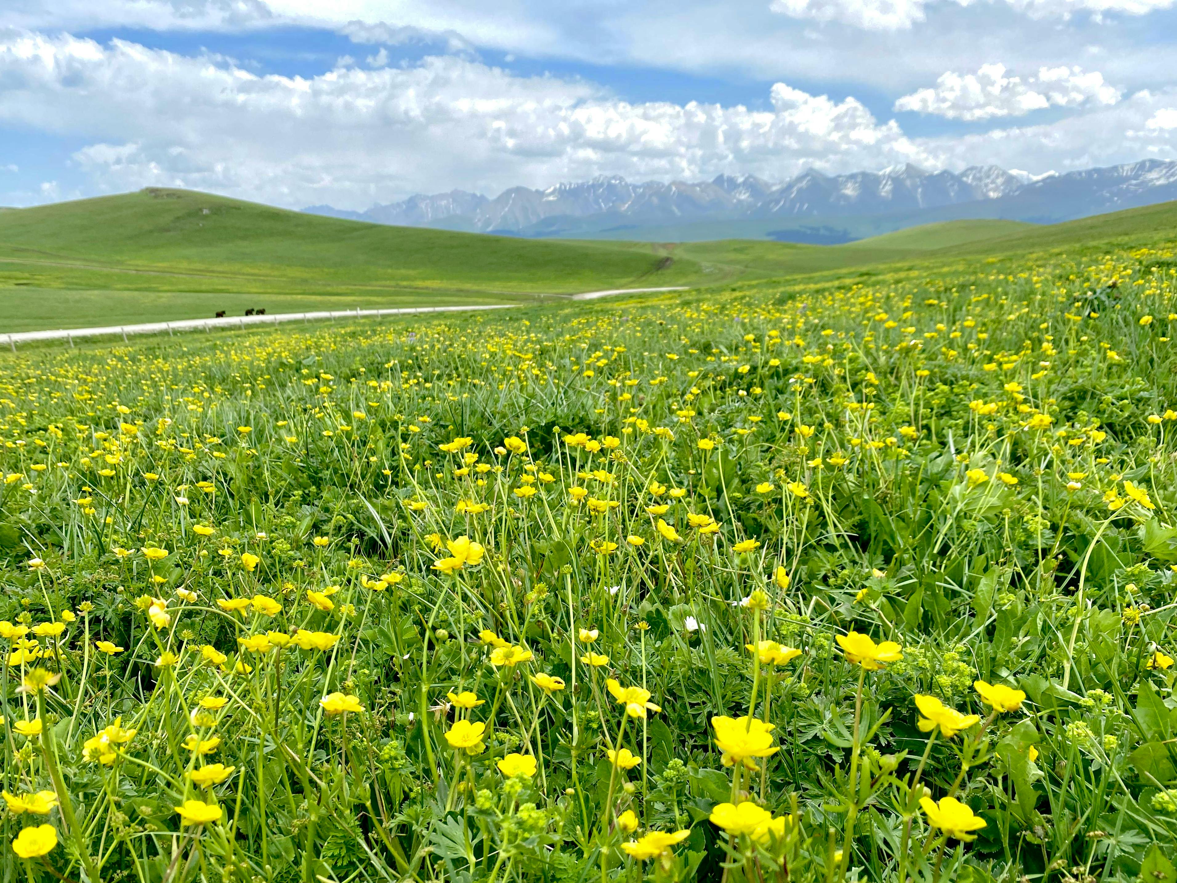 嘉義花海生活節圓滿落幕，展現在地花卉之美與文化魅力
