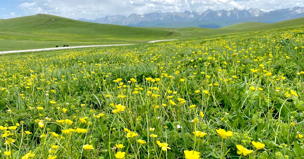 嘉義花海生活節圓滿落幕,展現在地花卉之美與文化魅力