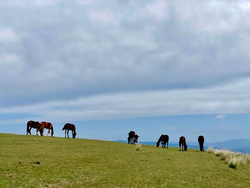 Free A serene scene of horses grazing on a hill under a broad sky, capturing the essence of nature's tranquility. Stock Photo