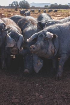 Black Iberian pigs gather in a sunny field on a farm in Islas Baleares, Spain.