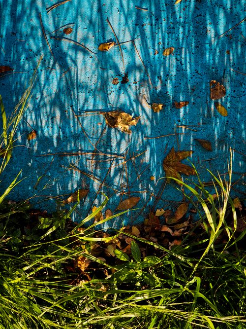 Free Colorful autumn leaves and grass casting shadows on a vibrant blue concrete surface. Stock Photo