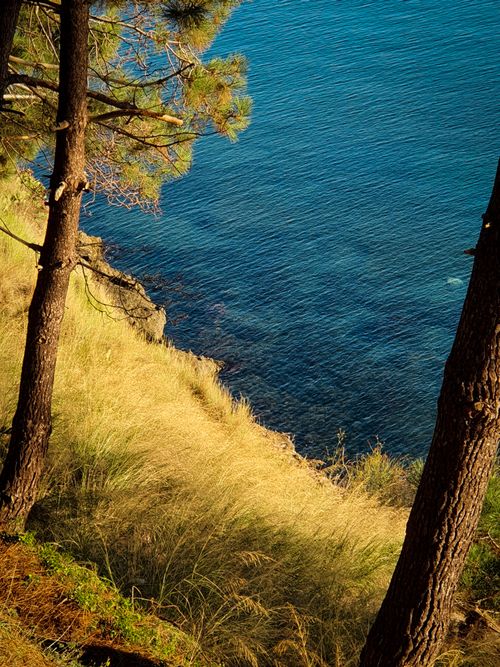 Free Beautiful coastal landscape featuring pine trees overlooking a clear blue sea under bright daylight. Stock Photo