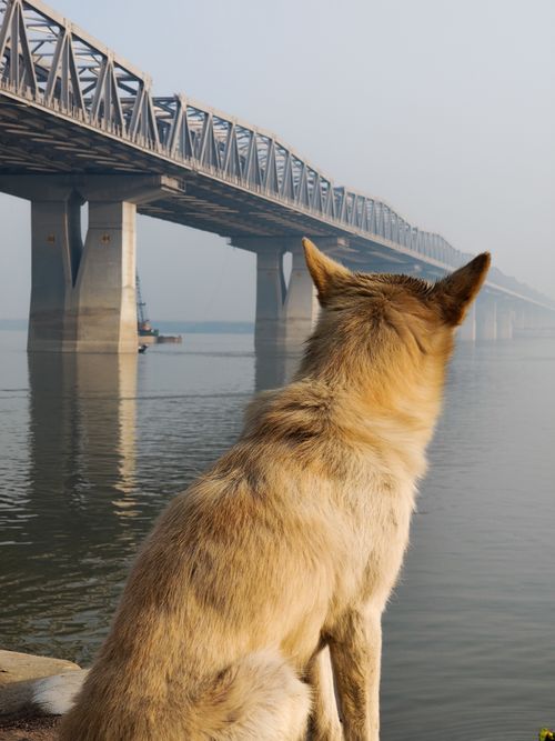 Free A lone dog gazes at a vast river beneath an expansive steel bridge on a clear day. Stock Photo