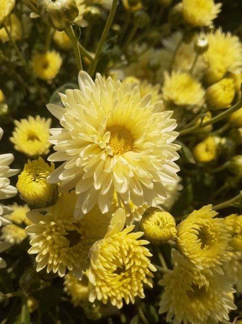 Free Close-up of yellow chrysanthemums showcasing vibrant blooms under sunlight. Stock Photo