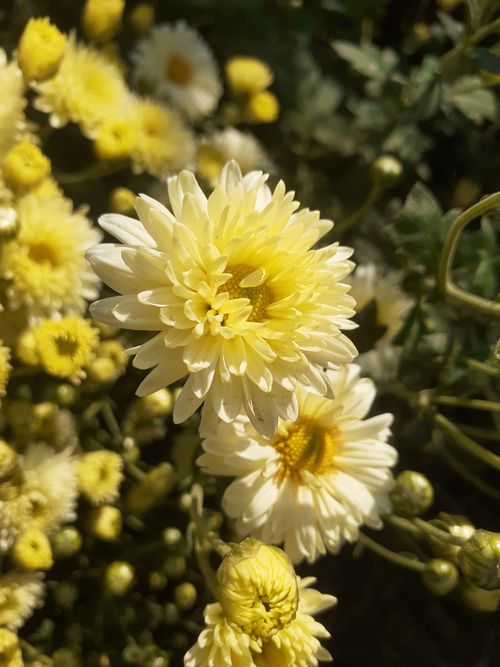 Free Bright yellow chrysanthemums in full bloom, captured in natural sunlight. Stock Photo