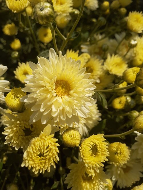 Free Close-up of vibrant yellow chrysanthemums in full bloom under sunlight. Stock Photo