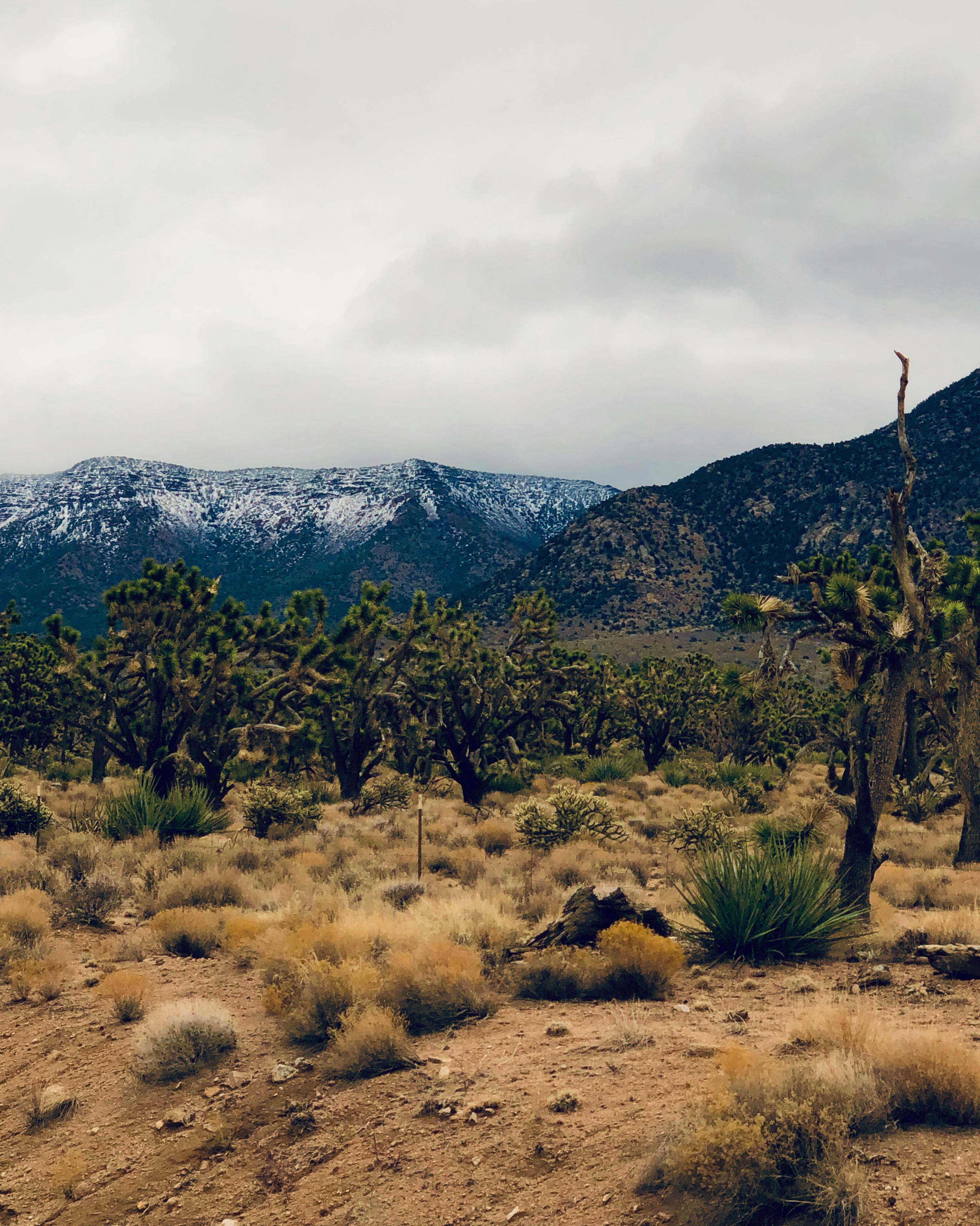 Free stock photo of cactus, desert, las vegas