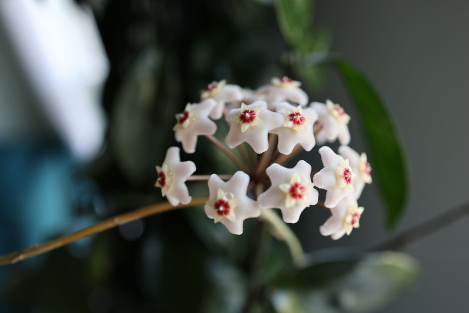 Hoya compacta