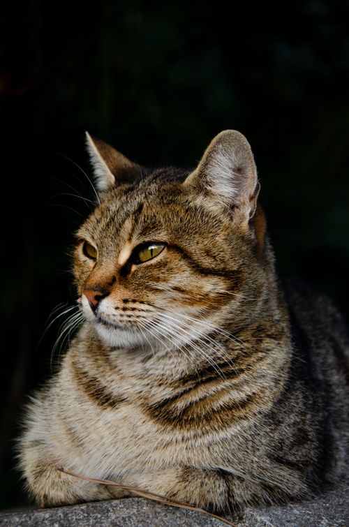 Free A serene tabby cat looking attentively with a dark blurred background, ideal for pet-themed content. Stock Photo