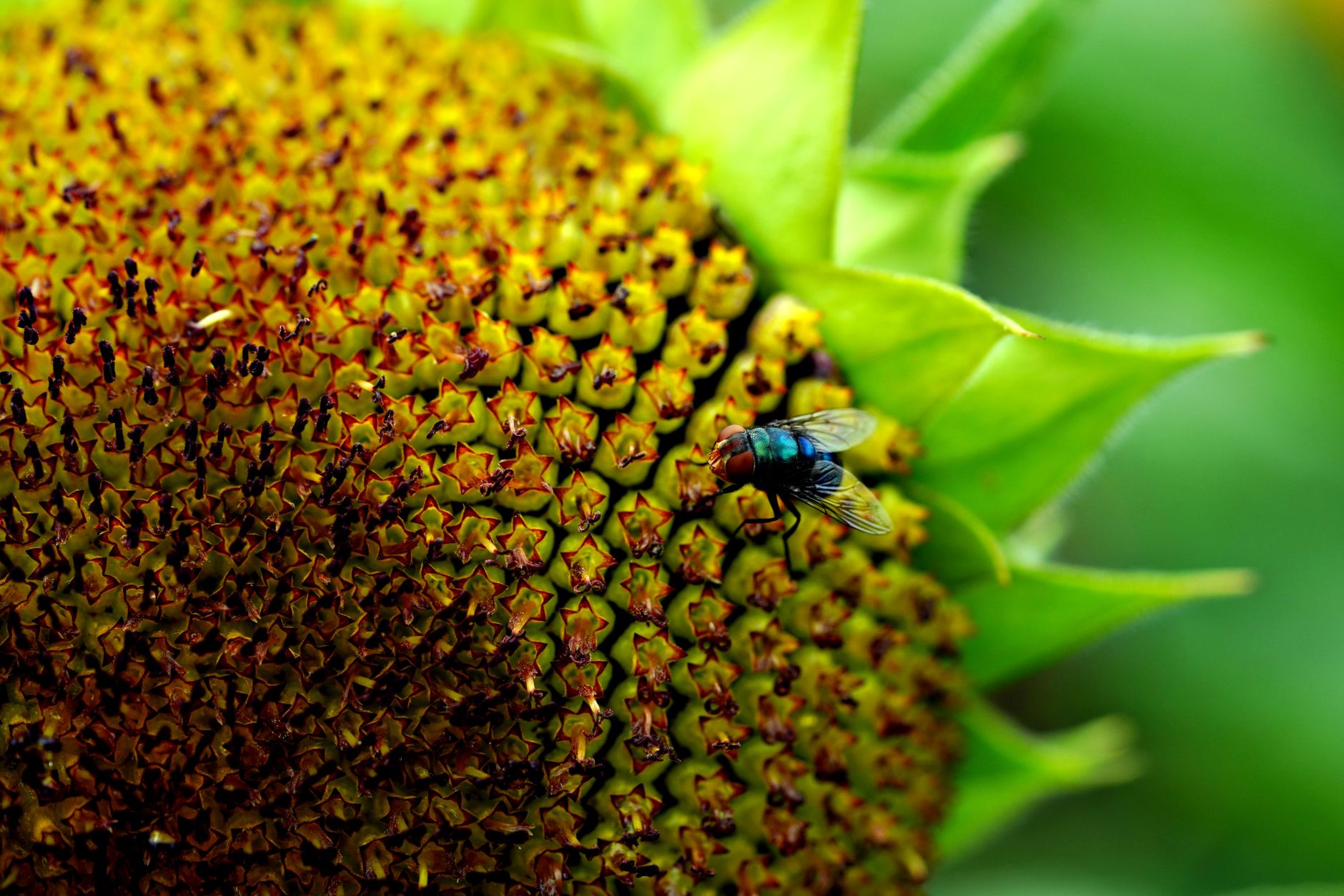 Sunflower Farming Pest Control: Protect Your Yield Year-Round