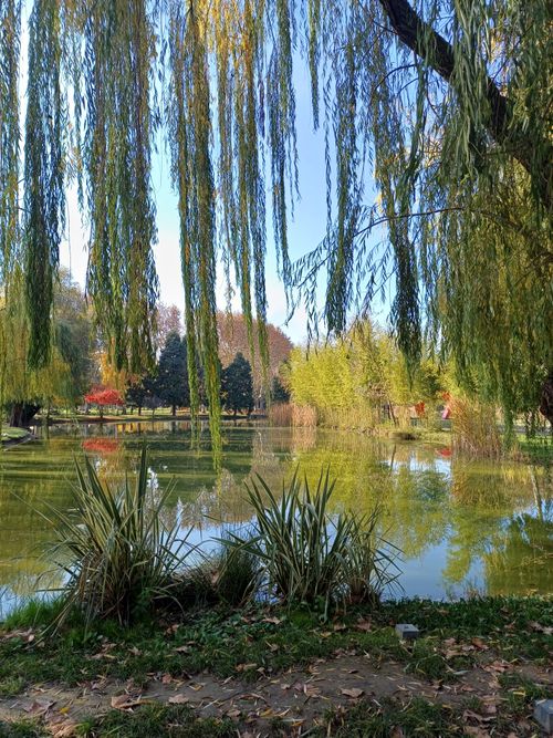Free Serene lake with willow trees reflecting, offering a tranquil natural scene. Stock Photo