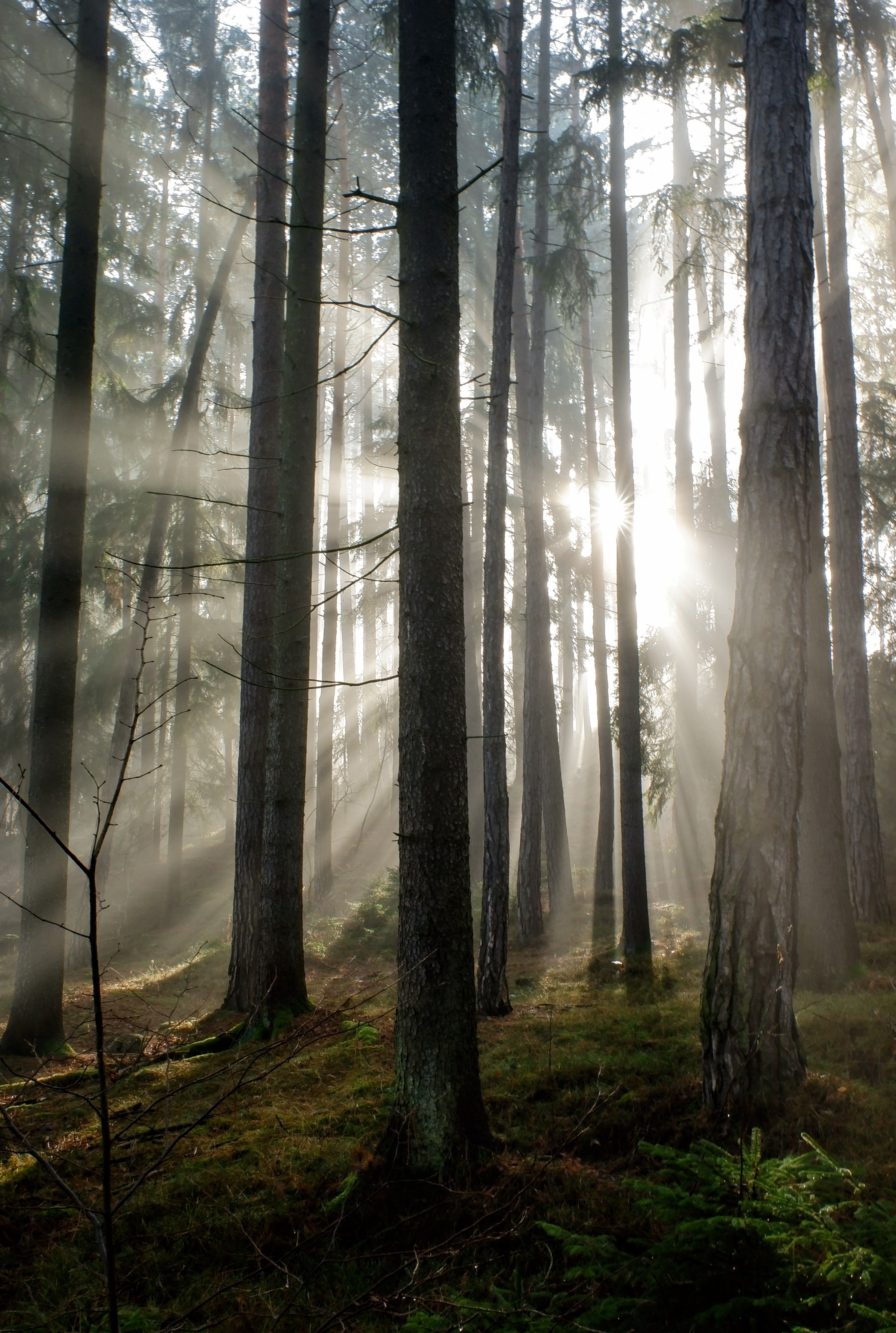 Sunlight Filtering Through Misty Forest Trees · Free Stock Photo
