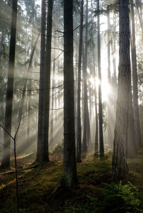 Free Sunlight streams through tall trees in a serene misty forest, creating a tranquil atmosphere. Stock Photo