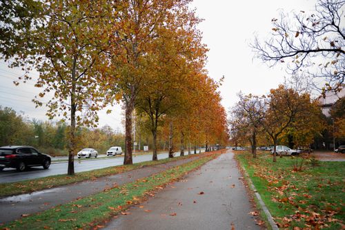 Free A picturesque autumn road with colorful trees and cars passing by, featuring a tranquil sidewalk. Stock Photo