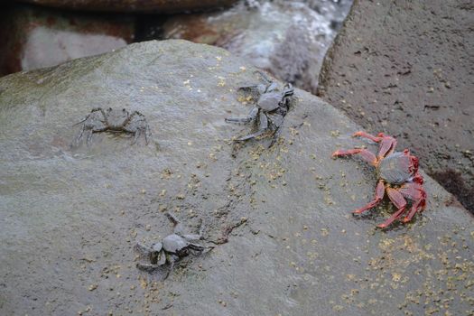 Group of crabs on wet rocks in the Canary Islands, Spain.