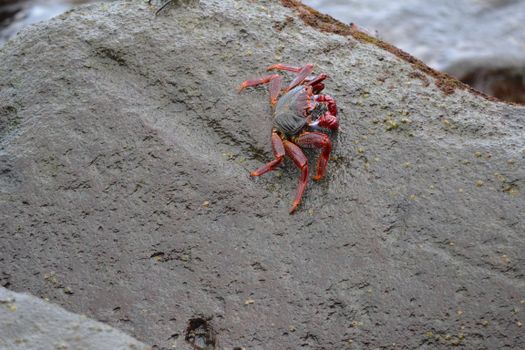Bright red crab clings to a wet rock on the Canary Islands seaside, Spain.