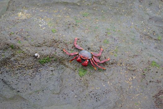 A vivid red crab on rocky seashore at the Canary Islands, Spain.