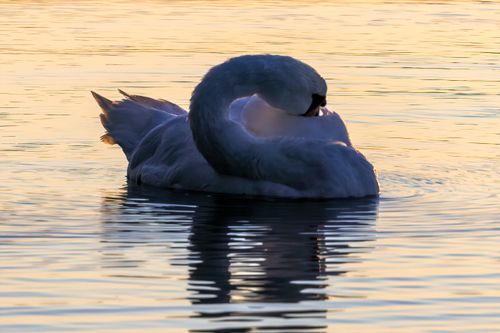 Free A graceful swan gently preening its feathers at sunrise on a calm lake, creating a serene reflection. Stock Photo