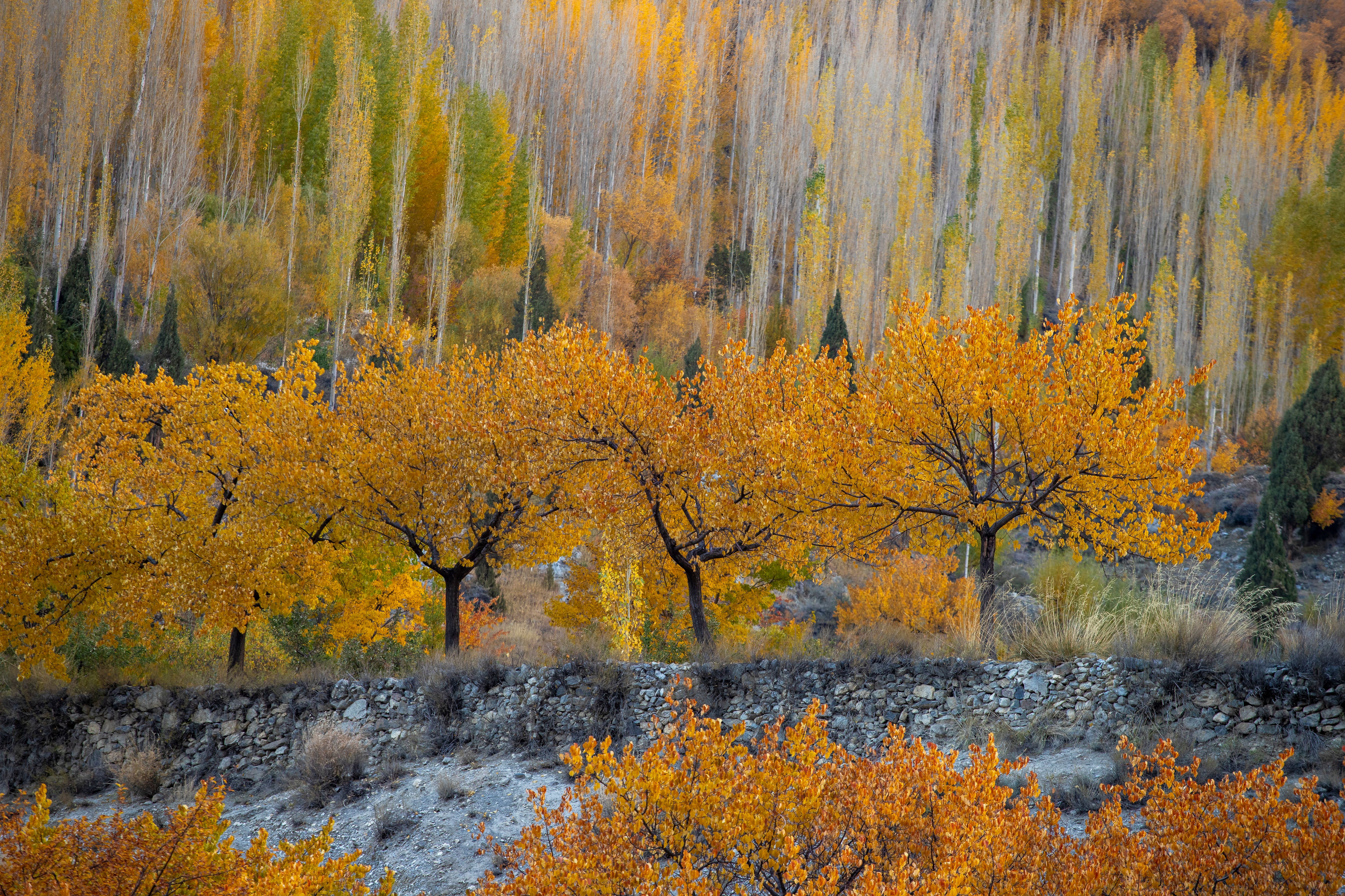 Breathtaking autumn view in Hunza Valley with vibrant orange foliage capturing the essence of Pakistan's natural beauty.