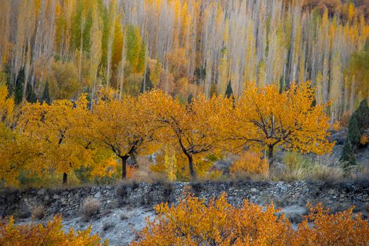 Breathtaking autumn view in Hunza Valley with vibrant orange foliage capturing the essence of Pakistan's natural beauty.