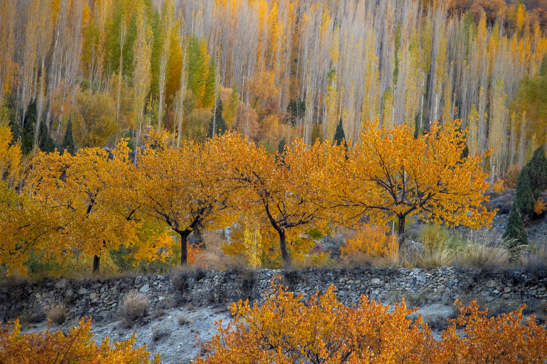 Breathtaking autumn view in Hunza Valley with vibrant orange foliage capturing the essence of Pakistan's natural beauty.