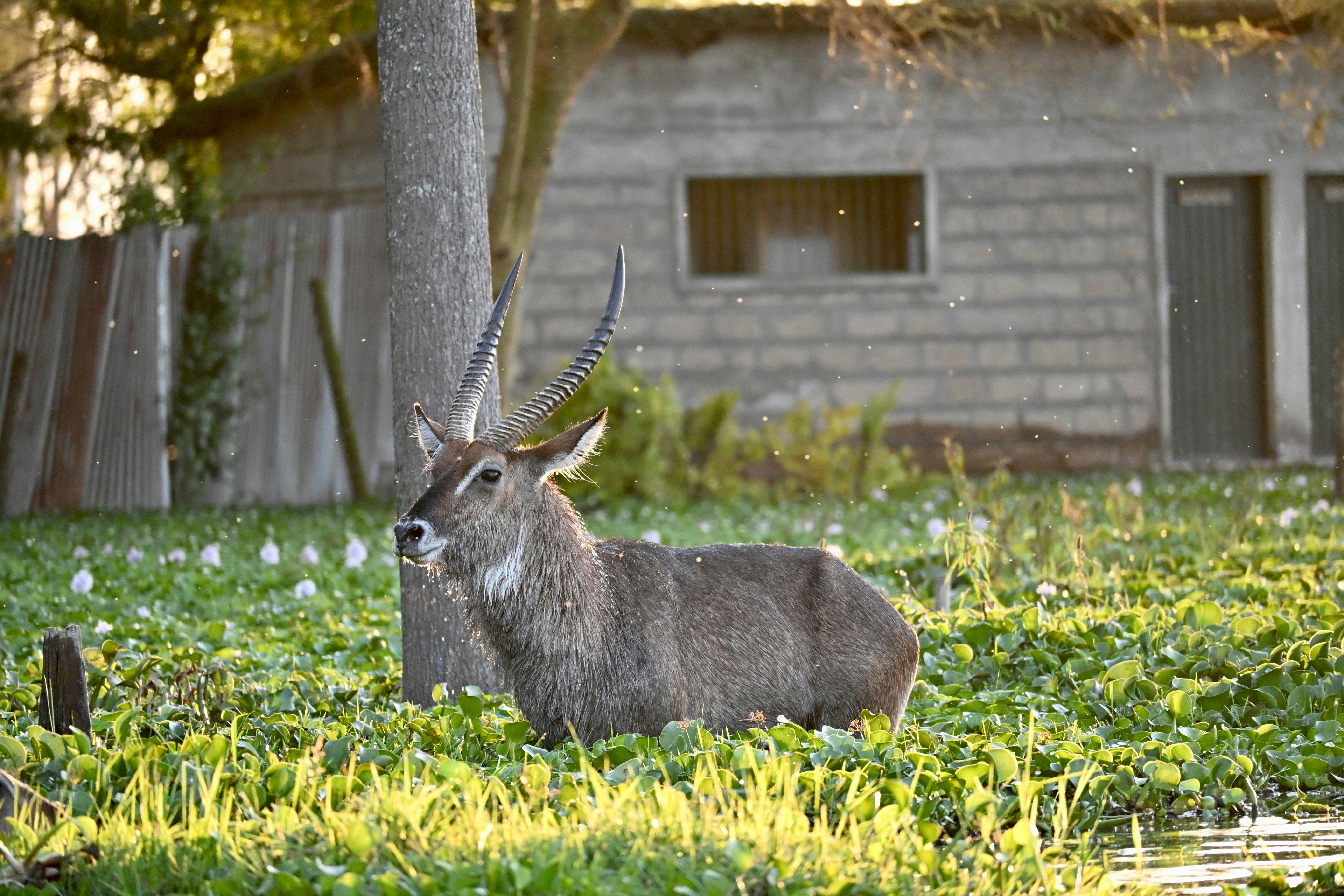 Nairobi on a Budget — How to Visit Without Breaking the Bank