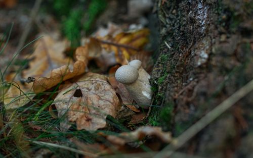 Free Close-up of mushrooms growing on forest floor with autumn leaves and moss. Stock Photo