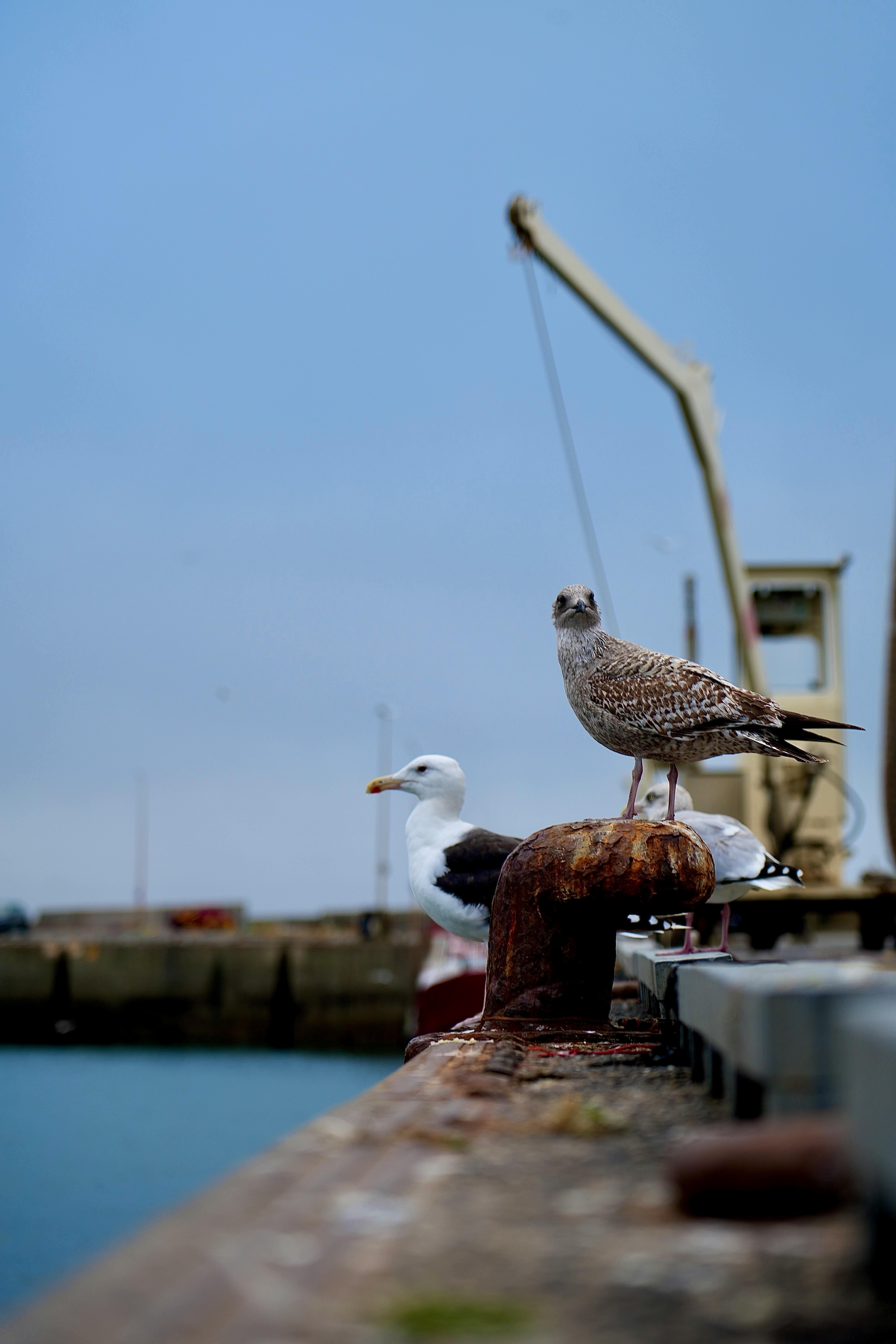 Two seagulls perch on a dock with a blue sky backdrop in Penmarch, Bretagne, France.