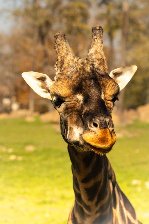 Free A striking close-up of a giraffe in the bright outdoors of Bursa Zoo, Türkiye. Stock Photo