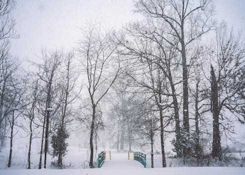 A tranquil winter scene with snow-covered trees and a bridge in the park.