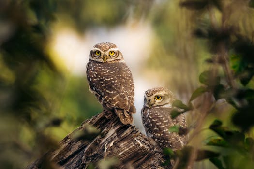 Two spotted owlets perch on a tree branch, surrounded by lush greenery and natural light.