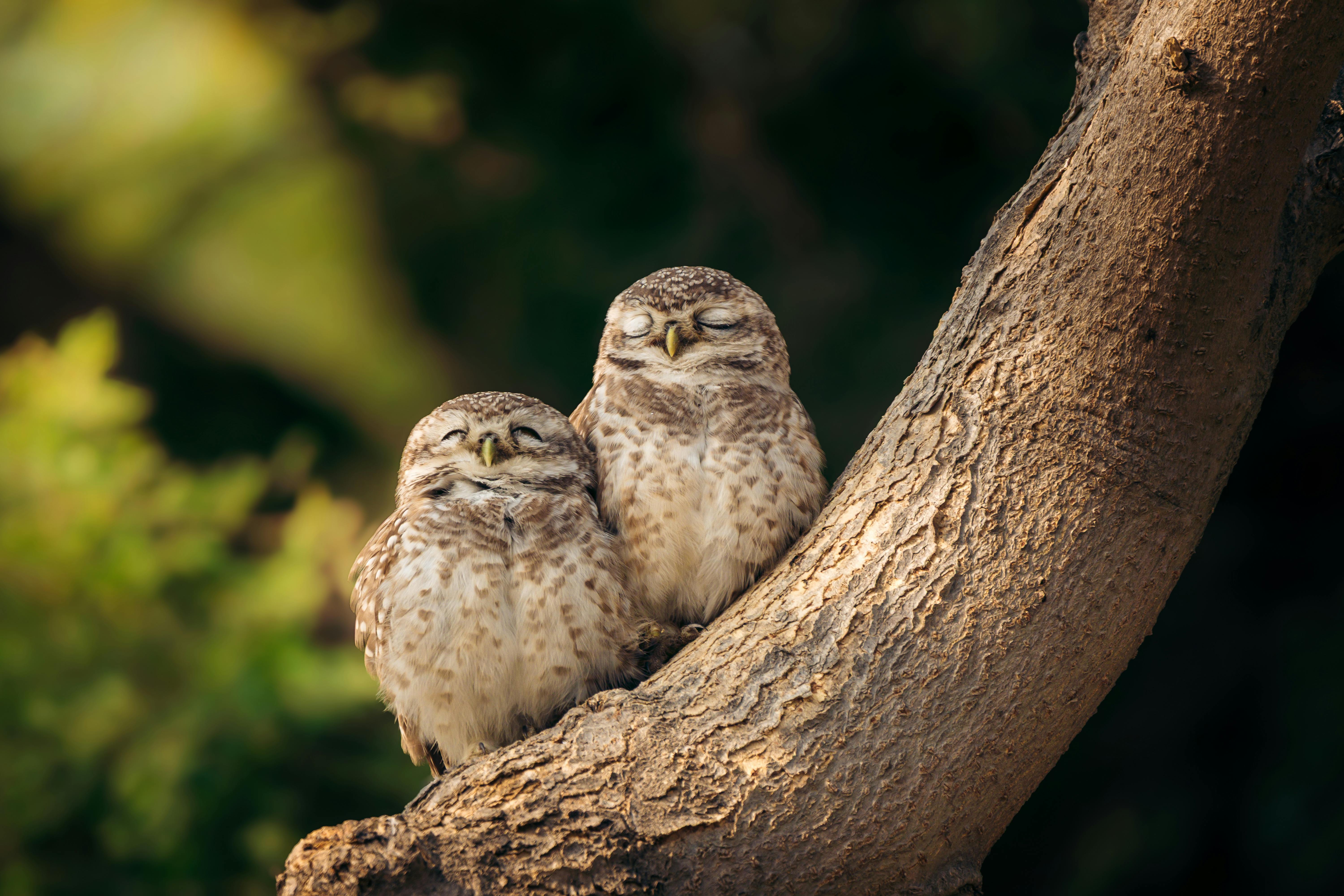 Two spotted owlets resting peacefully on a tree branch, showcasing nature's tranquility.