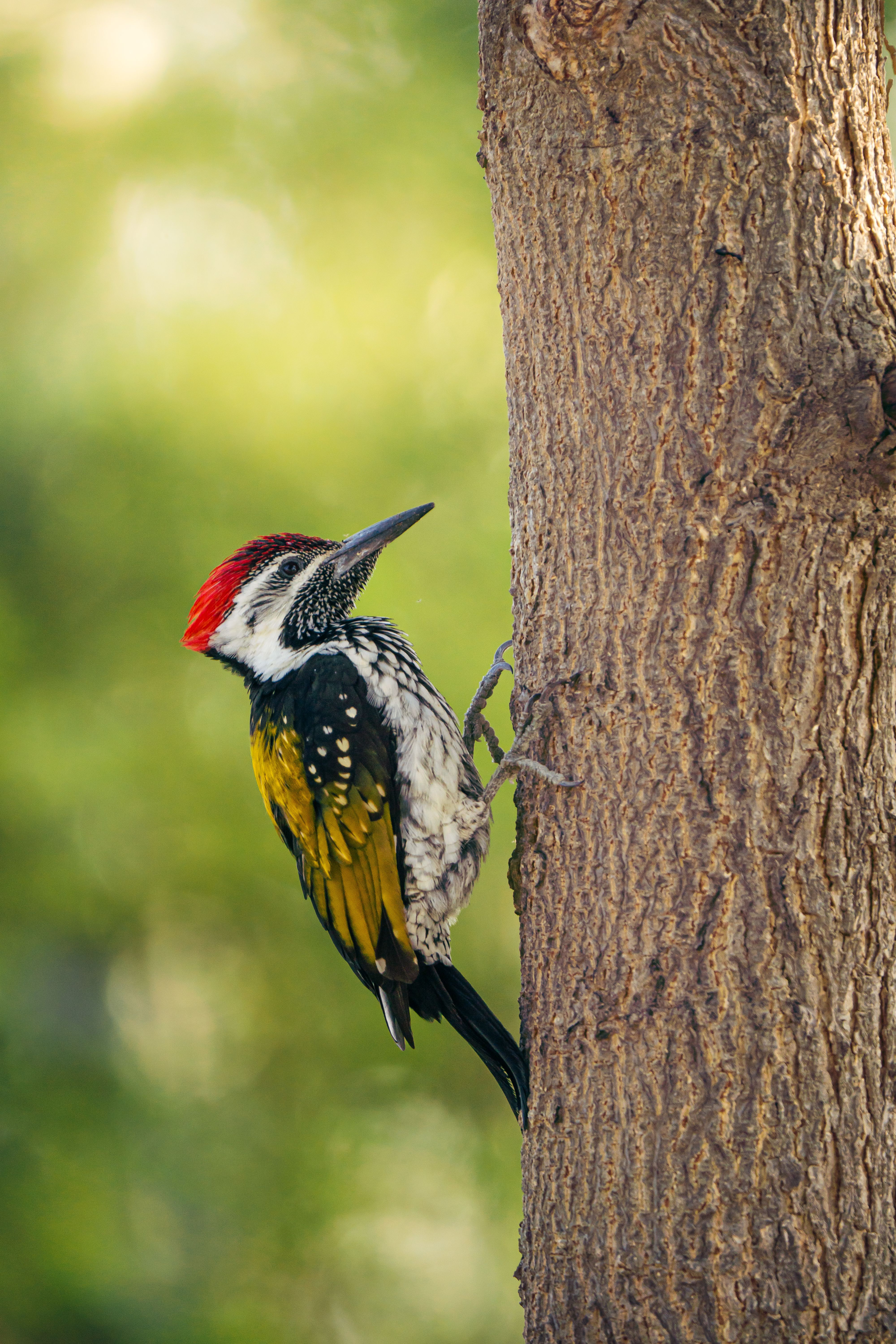 Vibrant woodpecker with red, yellow, and black feathers perched on a tree trunk.