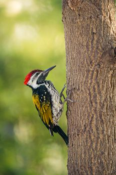 Vibrant woodpecker with red, yellow, and black feathers perched on a tree trunk.
